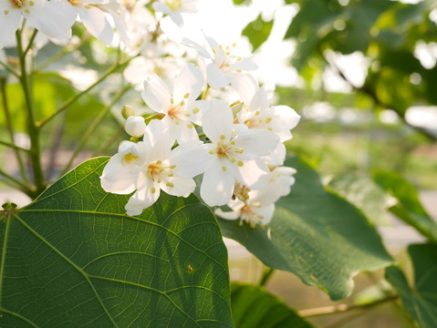 油桐花