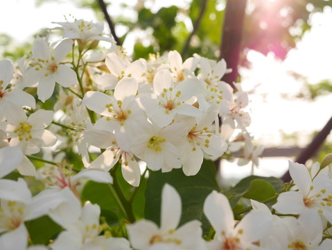 油桐花