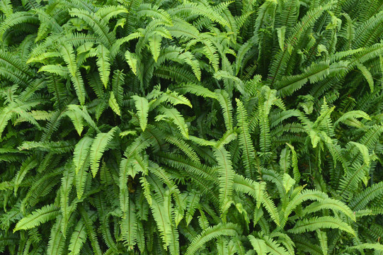 植物墻