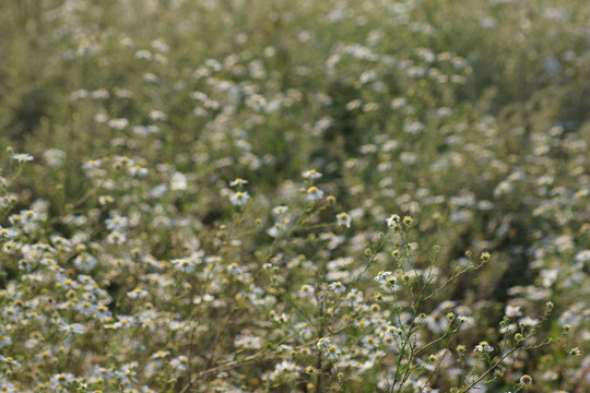 野菊花