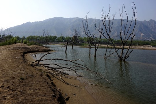 黃河濕地