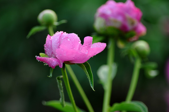 芍藥