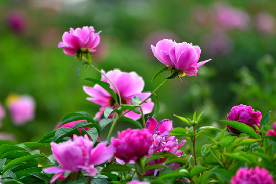 芍藥