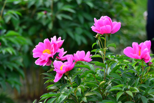 芍藥