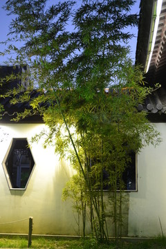 竹子