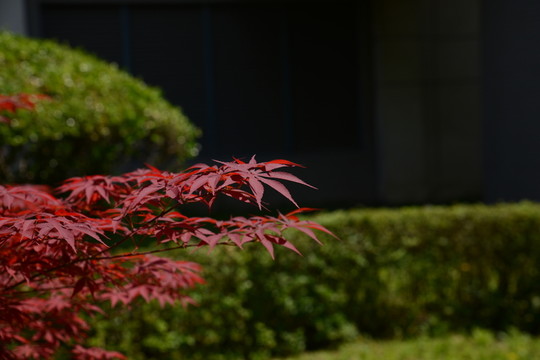 楓葉