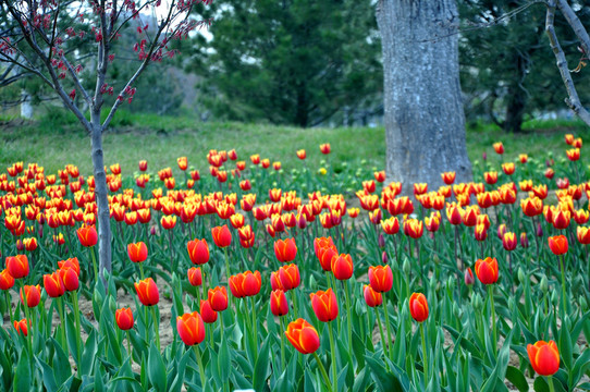 紅黃郁金香花園