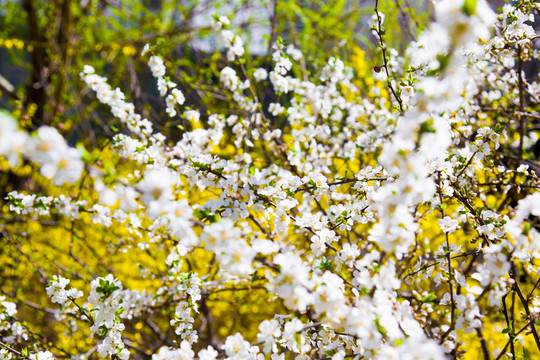 櫻桃花 櫻桃樹(shù) 山花盛開(kāi)