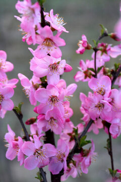 山丹丹 桃紅 春天 花朵 花卉