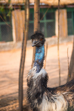 動(dòng)物園里的鴯鹋