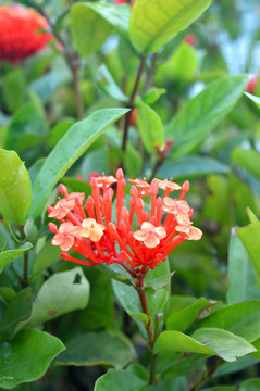繡球花