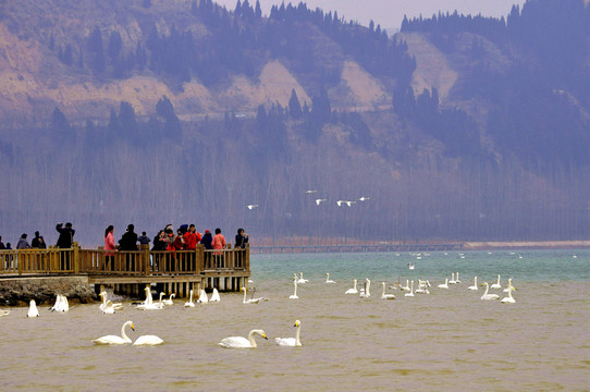 山西平陸三灣黃河濕地公園大天鵝