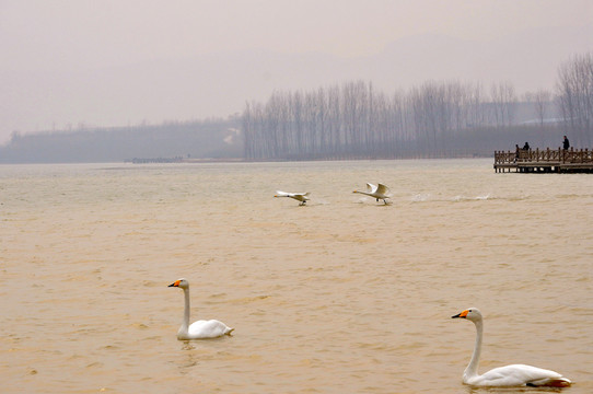 山西平陸三灣天鵝湖