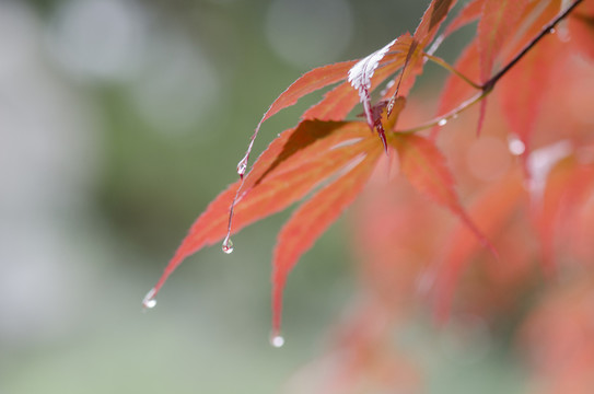雨中的紅色楓葉