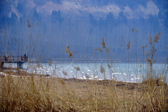 山西平陸三灣天鵝湖