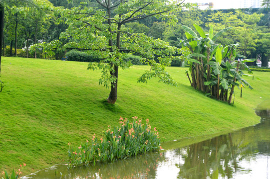 草地 湖畔