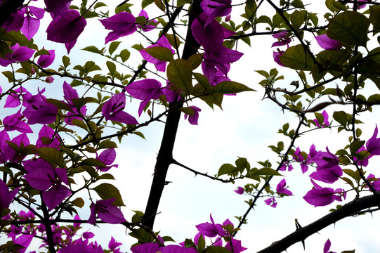 葉子花