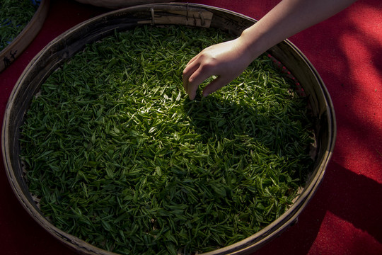 茶葉