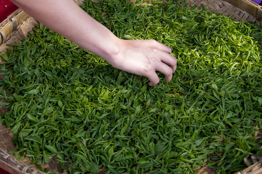 茶葉