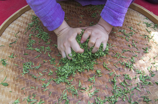 手工揉茶圖解