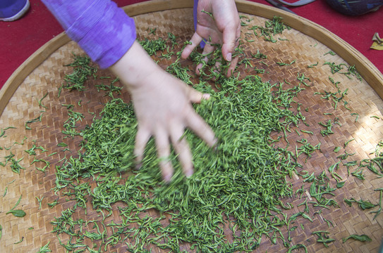 手工揉茶圖解