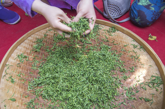 手工揉茶圖解