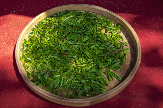 鮮茶
