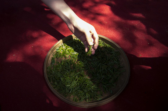 綠茶