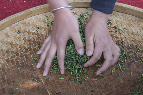 揉茶