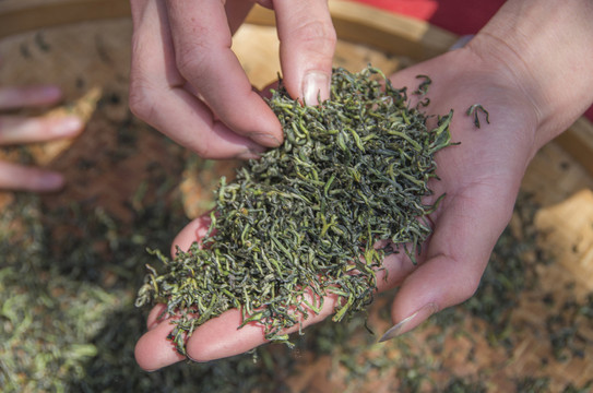 手工制茶