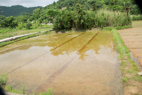 楊梅山下的田地