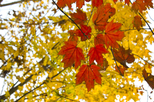 秋天的紅橡樹(shù)