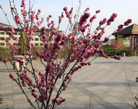 櫻桃花