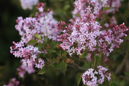 丁香花