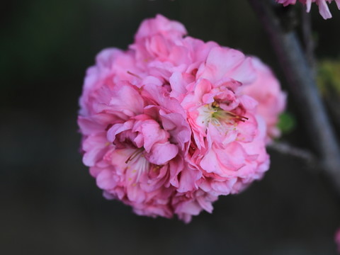 櫻桃花