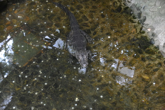 鱷魚(yú)
