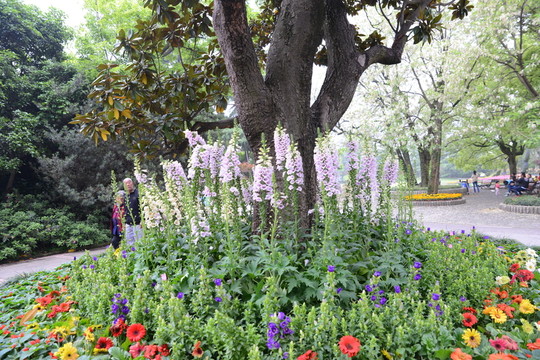 花池