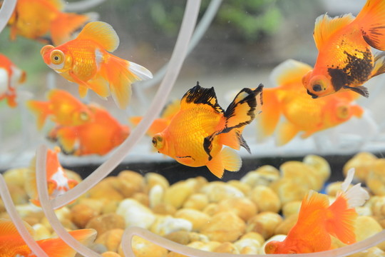 金魚