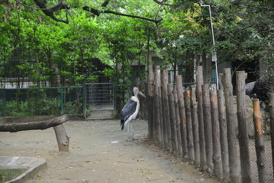 鵜鶘