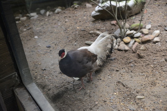 鳥