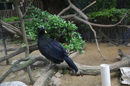 鸚鵡