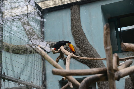 鸚鵡
