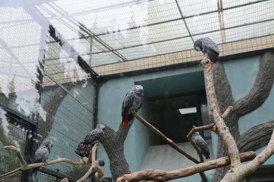 鸚鵡