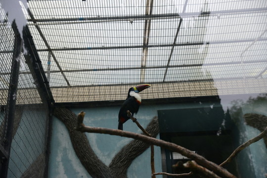 鸚鵡