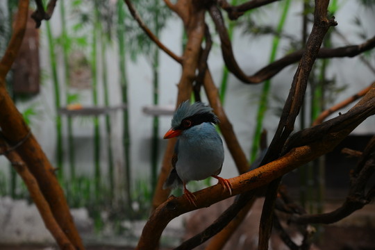 鸚鵡