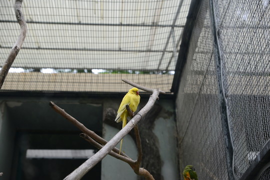 鸚鵡