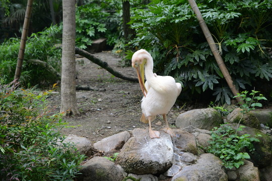 鵜鶘
