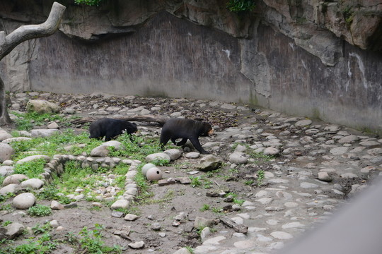 馬來熊
