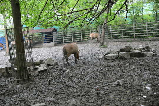 野驢