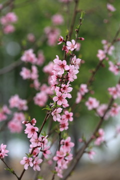 桃花